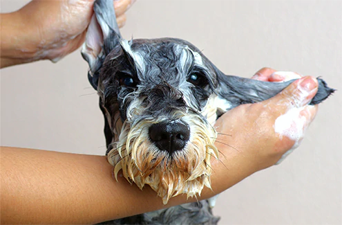 Dog Wash